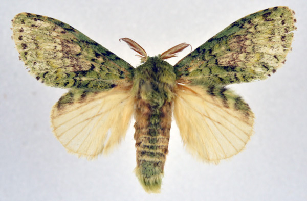 /filer/webapps/moths/media/images/G/graminosa_Desmeocraera_AM_NHMO.jpg