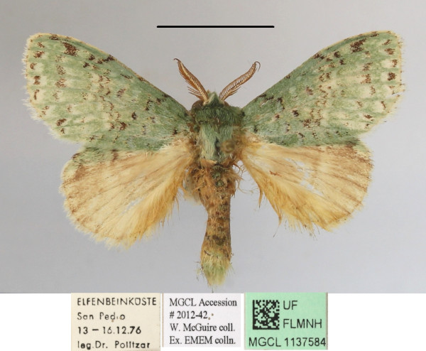 /filer/webapps/moths/media/images/G/graminosa_Desmeocraera_A_MGCLa_01.JPG