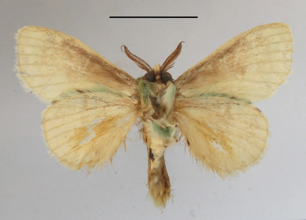 /filer/webapps/moths/media/images/G/graminosa_Desmeocraera_A_MGCLb_01.JPG