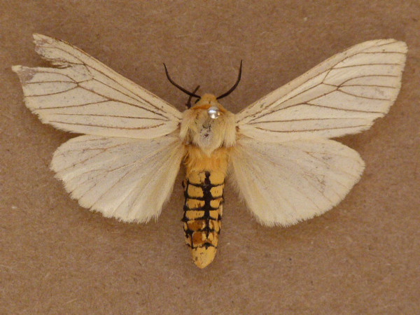 /filer/webapps/moths/media/images/G/grammiphlebia_Amsacta_A_Butler.JPG