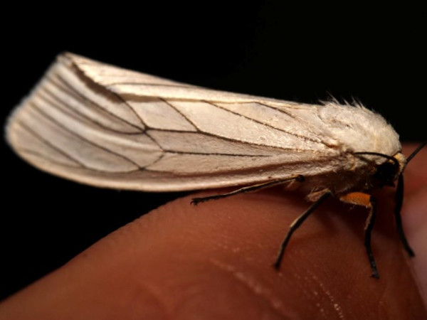 /filer/webapps/moths/media/images/G/grammiphlebia_Amsacta_A_Grimm.jpg