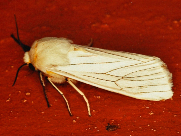 /filer/webapps/moths/media/images/G/grammiphlebia_Amsacta_A_Roland.jpg
