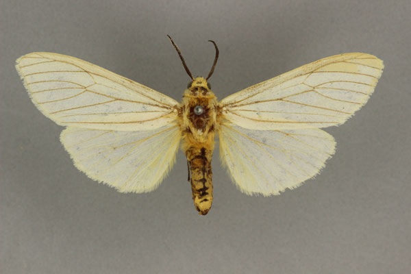 /filer/webapps/moths/media/images/G/grammiphlebia_Amsacta_HT_BMNH.jpg