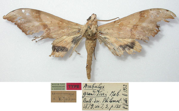 /filer/webapps/moths/media/images/G/grandidieri_Ambulyx_LT_MNHN.jpg