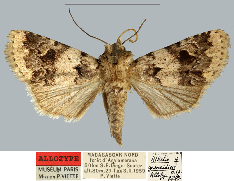 /filer/webapps/moths/media/images/G/grandidieri_Athetis_AT_MNHN.jpg
