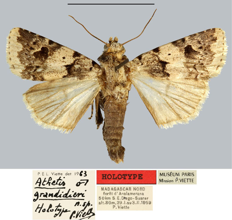 /filer/webapps/moths/media/images/G/grandidieri_Athetis_HT_MNHN.jpg