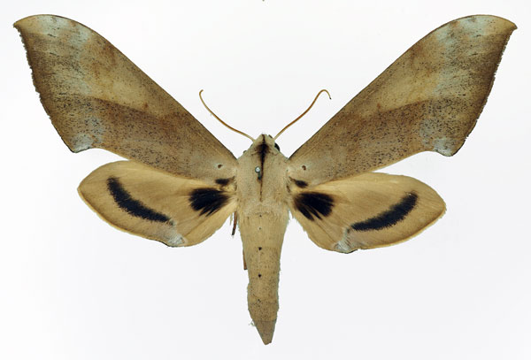 /filer/webapps/moths/media/images/G/grandidieri_Dargeclanis_AF_Basquin.jpg