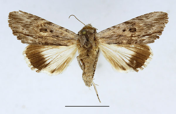 /filer/webapps/moths/media/images/G/grandidieri_Lyncestis_AM_Aulombard.jpg