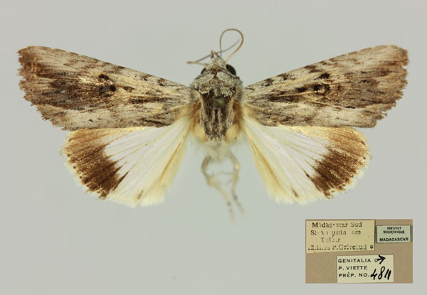 /filer/webapps/moths/media/images/G/grandidieri_Lyncestis_AM_MNHN.jpg