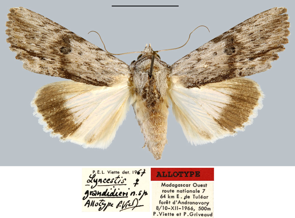 /filer/webapps/moths/media/images/G/grandidieri_Lyncestis_AT_MNHN.jpg