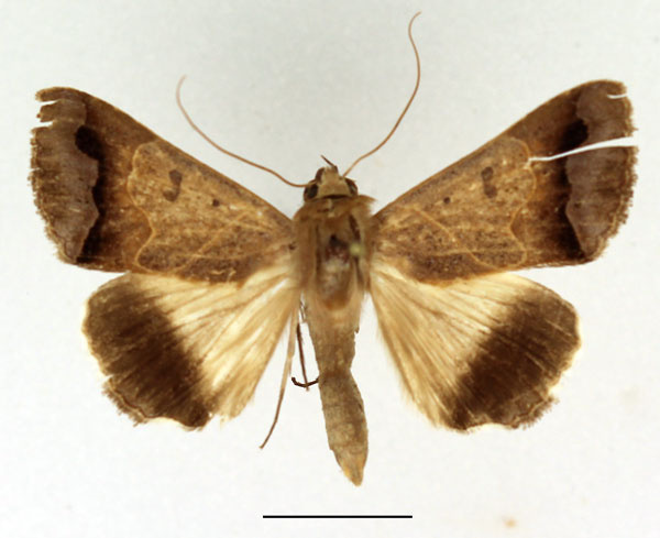 /filer/webapps/moths/media/images/G/grandidieri_Ophiusa_AM_Basquin.jpg