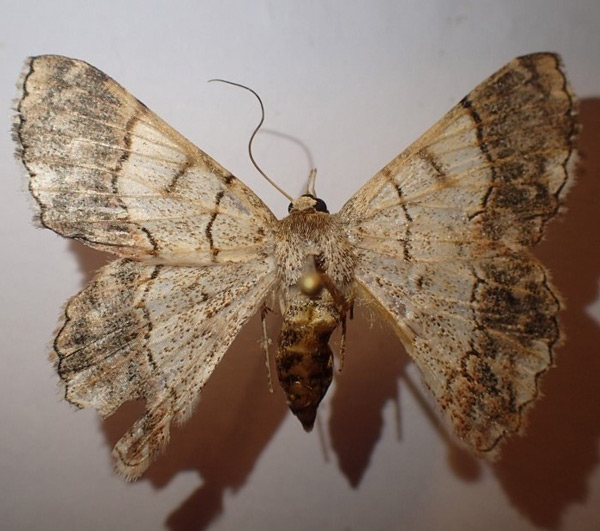 /filer/webapps/moths/media/images/G/grandidieri_Pingasa_AF_Bippus.jpg