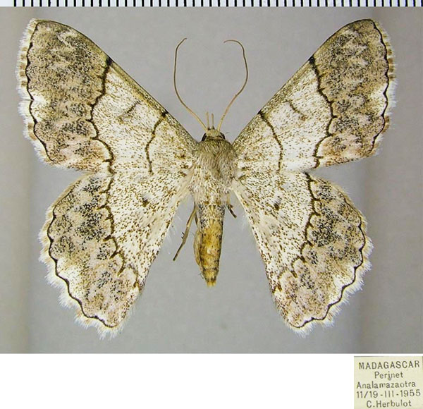 /filer/webapps/moths/media/images/G/grandidieri_Pingasa_AF_ZSM.jpg