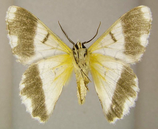 /filer/webapps/moths/media/images/G/grandidieri_Pingasa_AM_ZSMb.jpg