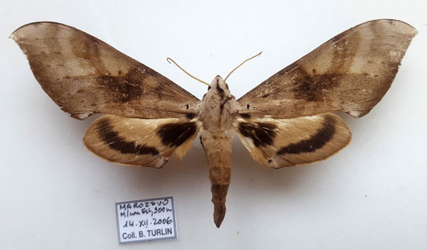 /filer/webapps/moths/media/images/G/grandidieri_Pseudoclanis_AF_Turlin.jpg