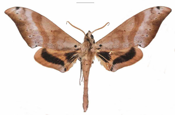 /filer/webapps/moths/media/images/G/grandidieri_Pseudoclanis_AM_EMEM.jpg