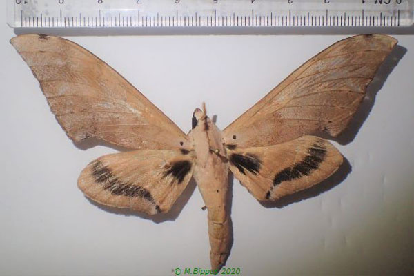 /filer/webapps/moths/media/images/G/grandidieri_Pseudoclanis_A_Bippus.jpg