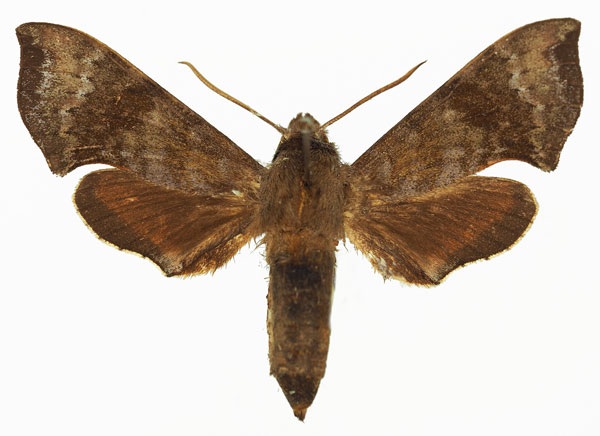 /filer/webapps/moths/media/images/G/grandidieri_Temnora_AF_Basquin.jpg