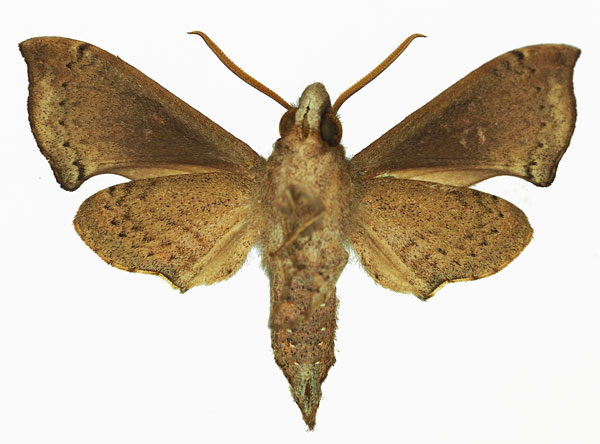 /filer/webapps/moths/media/images/G/grandidieri_Temnora_AM_Basquinb.jpg