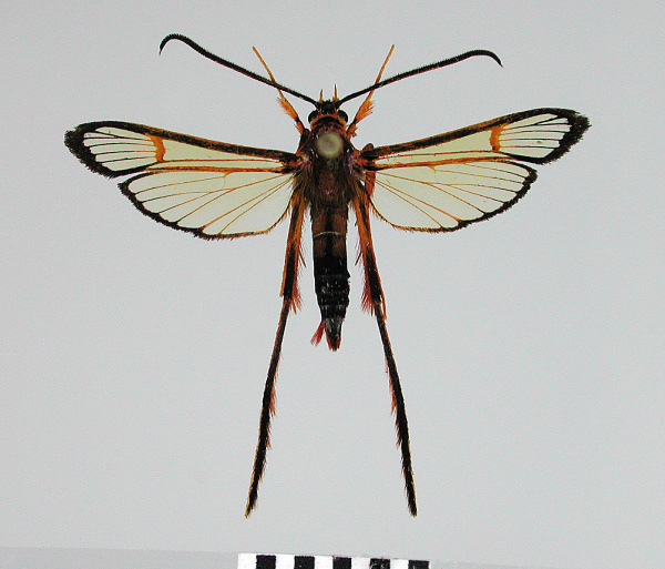 /filer/webapps/moths/media/images/G/grandidieri_Tipulamima_AM_SMNSa.jpg