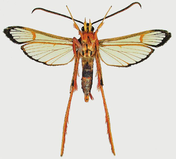 /filer/webapps/moths/media/images/G/grandidieri_Tipulamima_AM_SMNSb.jpg