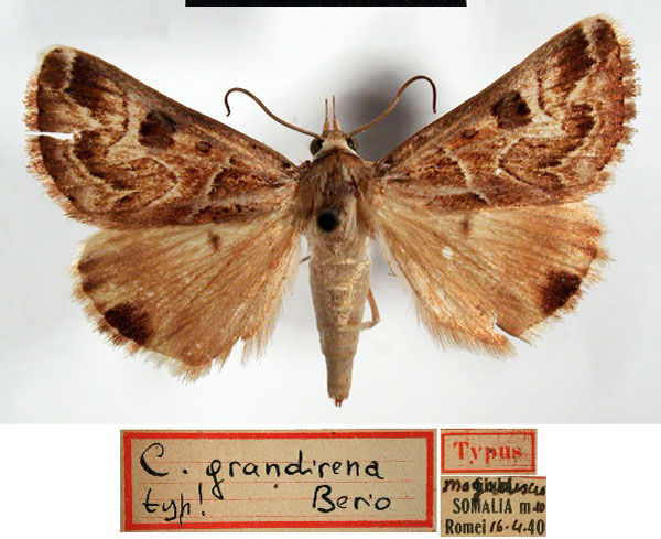 /filer/webapps/moths/media/images/G/grandirena_Cerocala_AT_MSNM.jpg