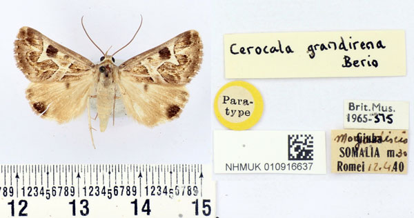 /filer/webapps/moths/media/images/G/grandirena_Cerocala_PTF_BMNH.jpg