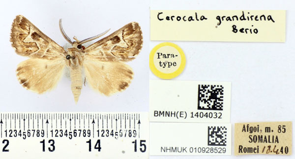 /filer/webapps/moths/media/images/G/grandirena_Cerocala_PTM_BMNH.jpg