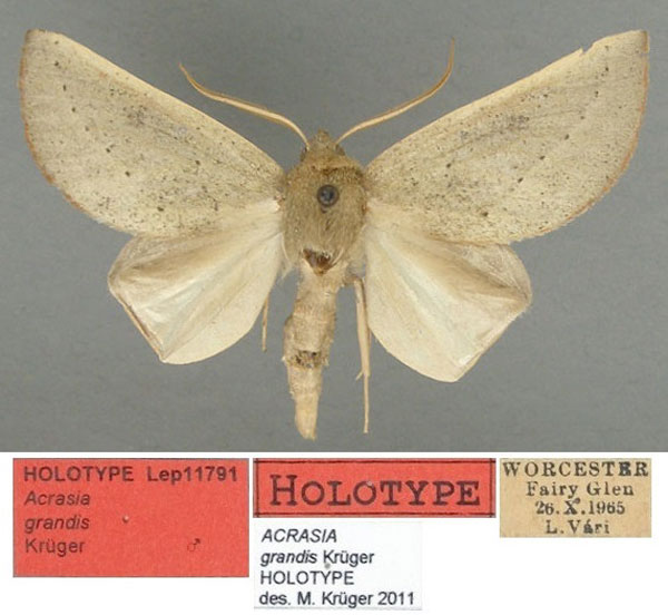 /filer/webapps/moths/media/images/G/grandis_Acrasia_HT_TMSA.jpg