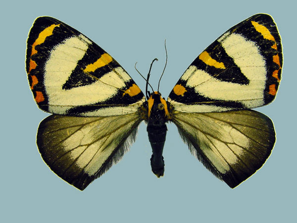 /filer/webapps/moths/media/images/G/grandis_Callioratis_AM_Staude.jpg