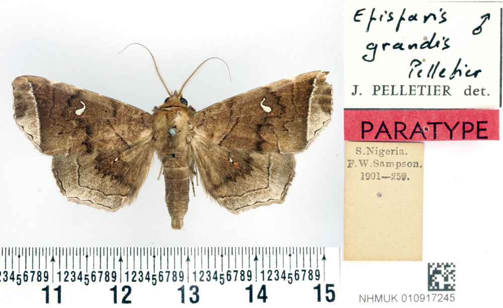 /filer/webapps/moths/media/images/G/grandis_Episparis_PTM_BMNH_01.jpg