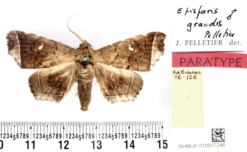 /filer/webapps/moths/media/images/G/grandis_Episparis_PTM_BMNH_02.jpg