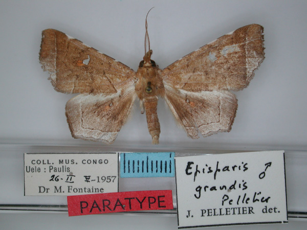 /filer/webapps/moths/media/images/G/grandis_Episparis_PT_RMCA_01.jpg