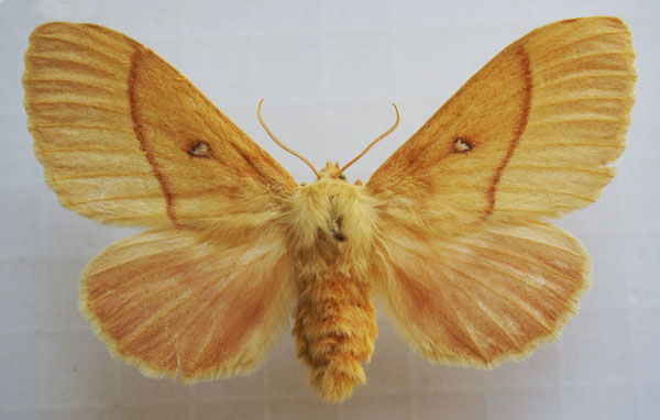 /filer/webapps/moths/media/images/G/grandis_Lasiocampa_AF_Stroehle.jpg