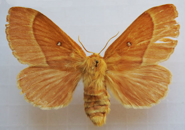 /filer/webapps/moths/media/images/G/grandis_Lasiocampa_AF_Stroehle_02.jpg