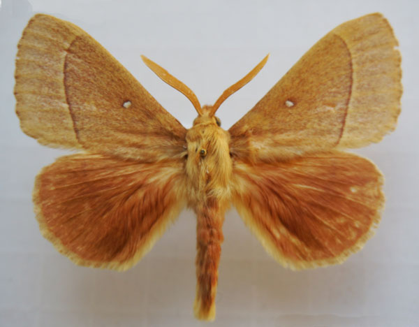 /filer/webapps/moths/media/images/G/grandis_Lasiocampa_AM_Stroehle_02.jpg
