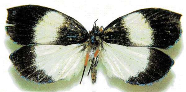 /filer/webapps/moths/media/images/G/grandis_Ommatothelxis_AF_AMNH.jpg