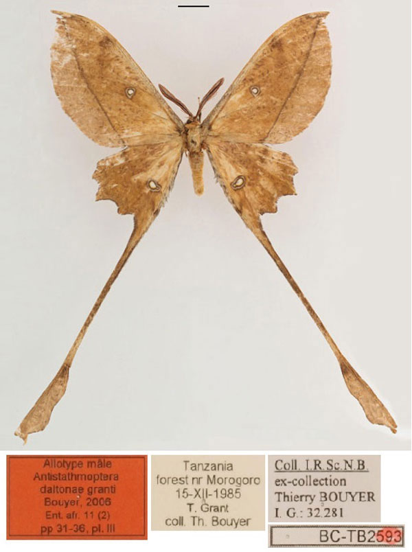 /filer/webapps/moths/media/images/G/granti_Antistathmoptera_AT_RBINS_01.jpg