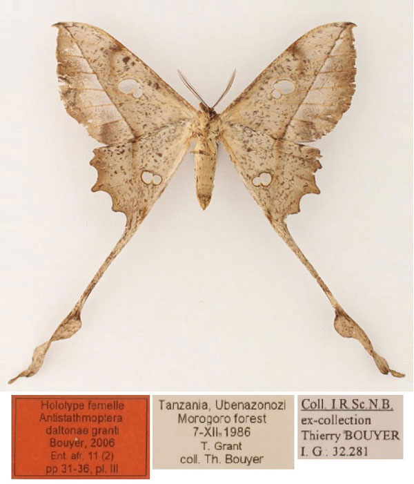/filer/webapps/moths/media/images/G/granti_Antistathmoptera_HT_RBINS_02.jpg