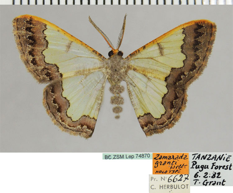 /filer/webapps/moths/media/images/G/granti_Zamarada_HT_ZSMa.jpg