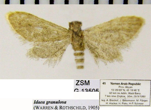 /filer/webapps/moths/media/images/G/granulosa_Idaea_AF_ZSM.jpg