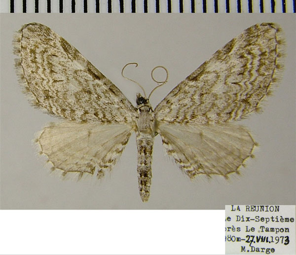 /filer/webapps/moths/media/images/G/graphiticata_Eupithecia_AF_ZSM_02.jpg
