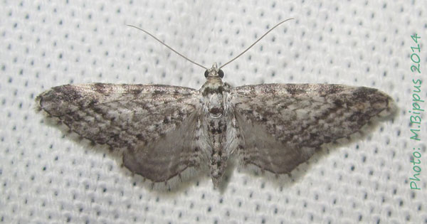 /filer/webapps/moths/media/images/G/graphiticata_Eupithecia_A_Bippus.jpg