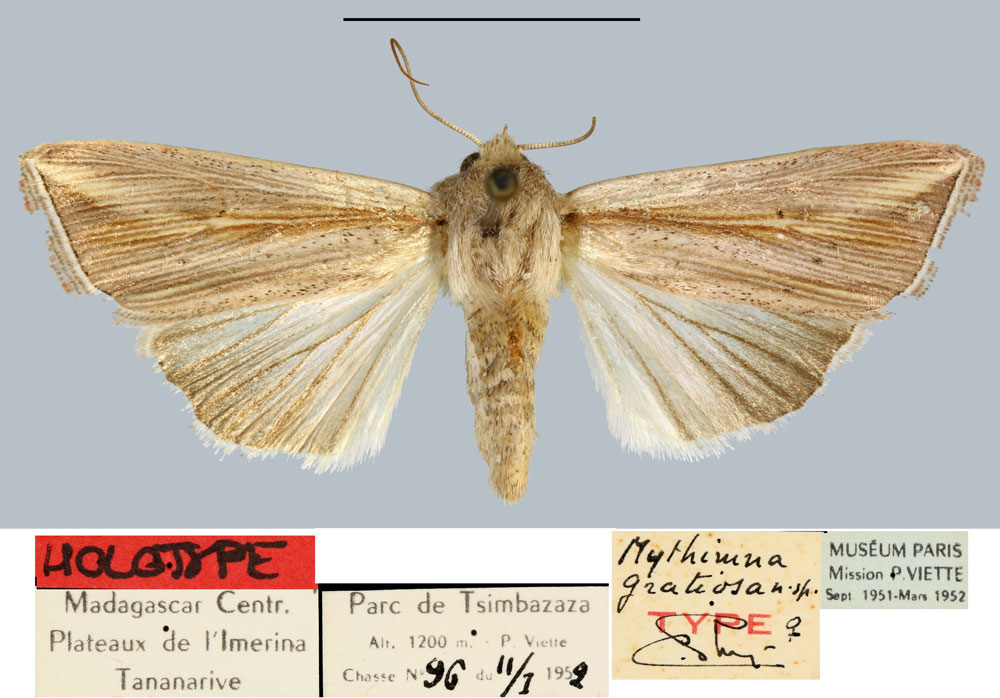 /filer/webapps/moths/media/images/G/gratiosa_Mythimna_HT_MNHN.jpg