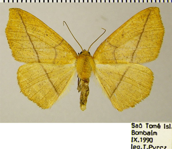 /filer/webapps/moths/media/images/G/gratiosa_Psilocerea_AF_ZSM.jpg