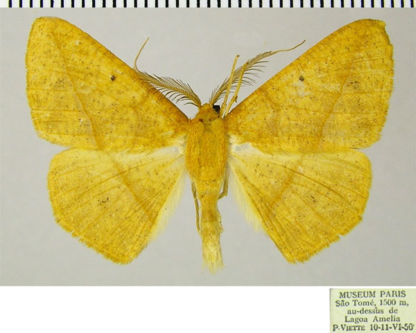 /filer/webapps/moths/media/images/G/gratiosa_Psilocerea_AM_ZSMa.jpg