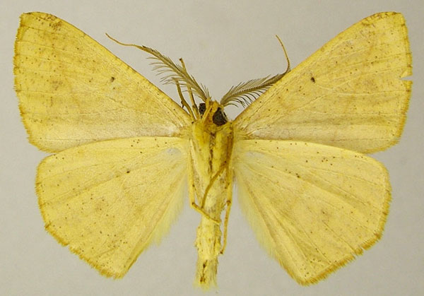 /filer/webapps/moths/media/images/G/gratiosa_Psilocerea_AM_ZSMb.jpg