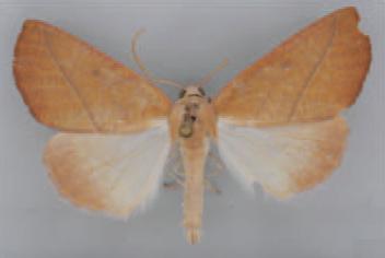 /filer/webapps/moths/media/images/G/gratiosata_Terpnostola_HT_TMSA.jpg
