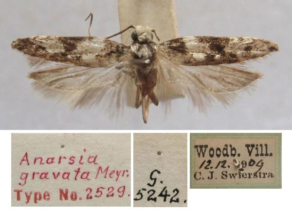 /filer/webapps/moths/media/images/G/gravata_Anarsia_HT_TMSA.jpg