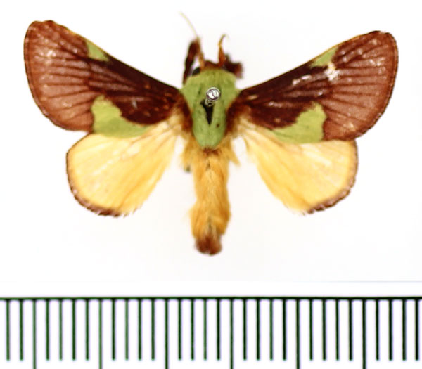 /filer/webapps/moths/media/images/G/gravidipes_Hilipoda_AM_BMNH.jpg